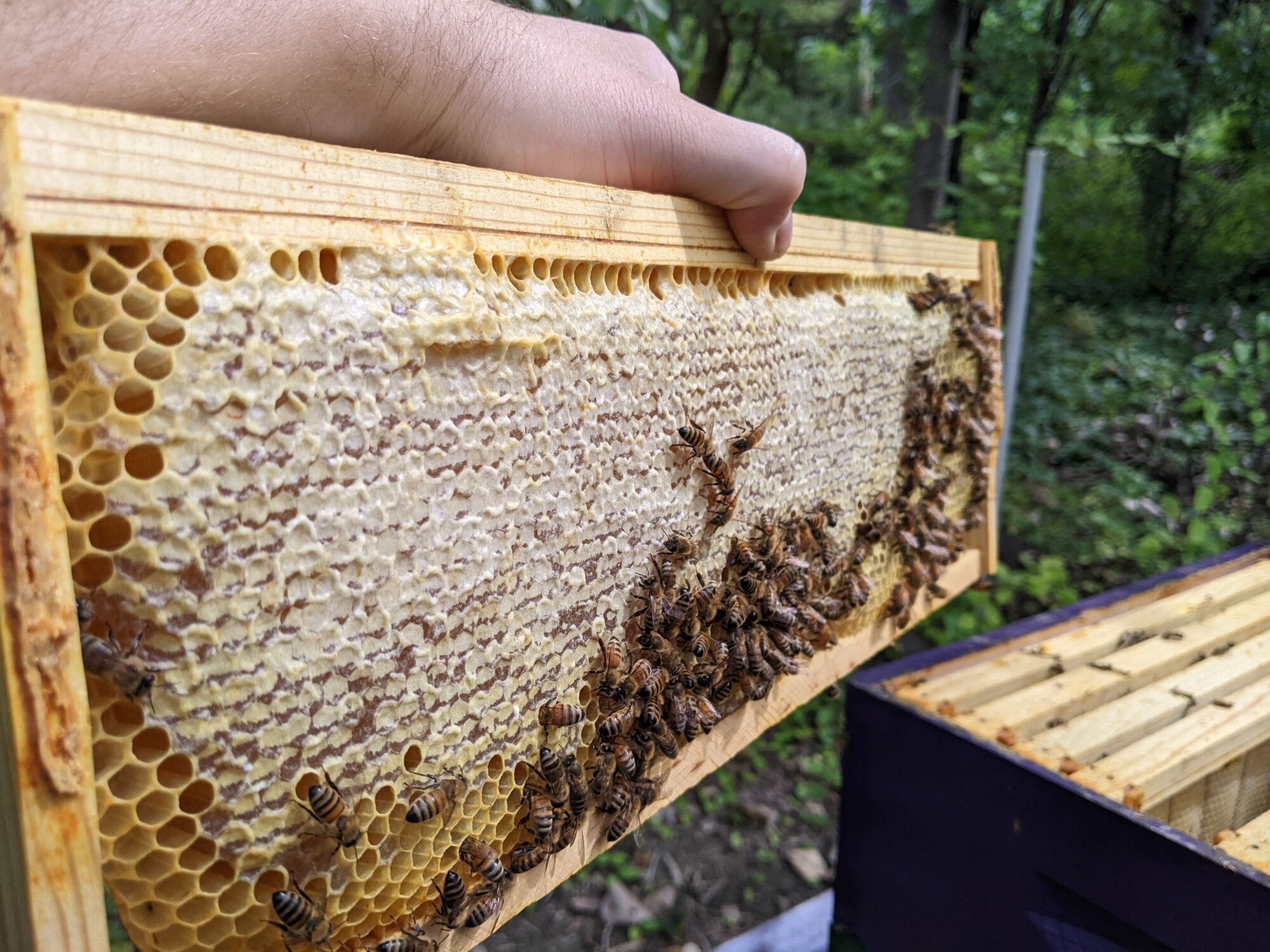 Make Money Beekeeping